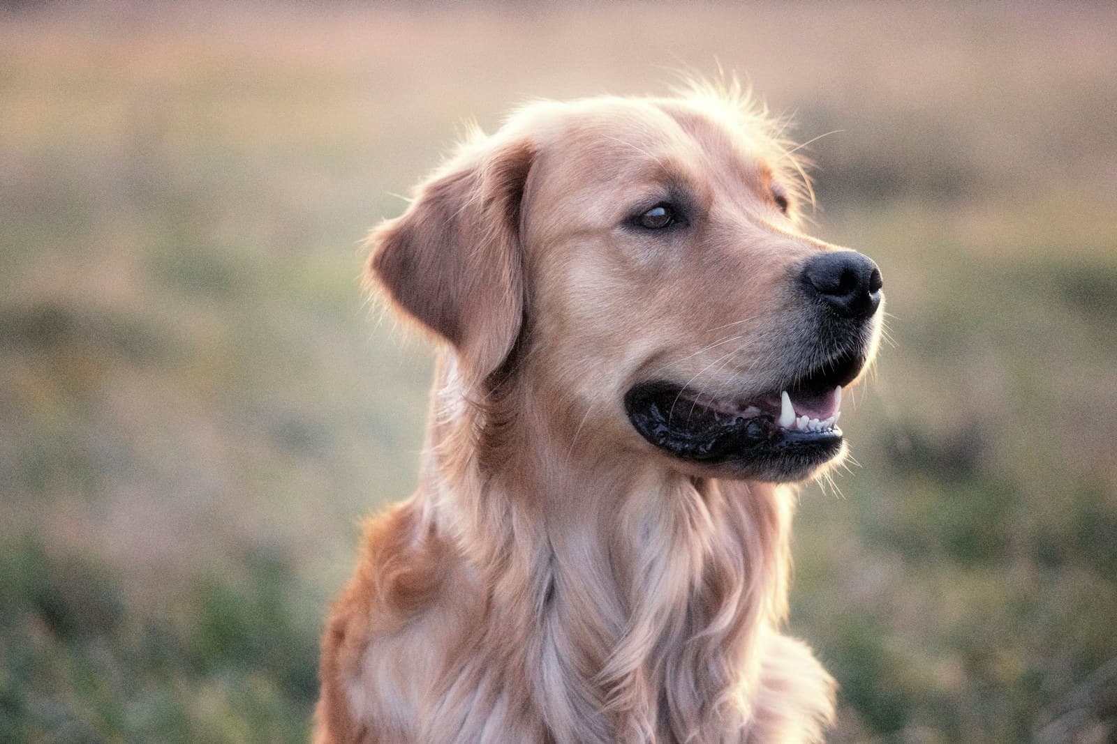 Warm, golden-hour portrait of a golden retriever in soft rim light